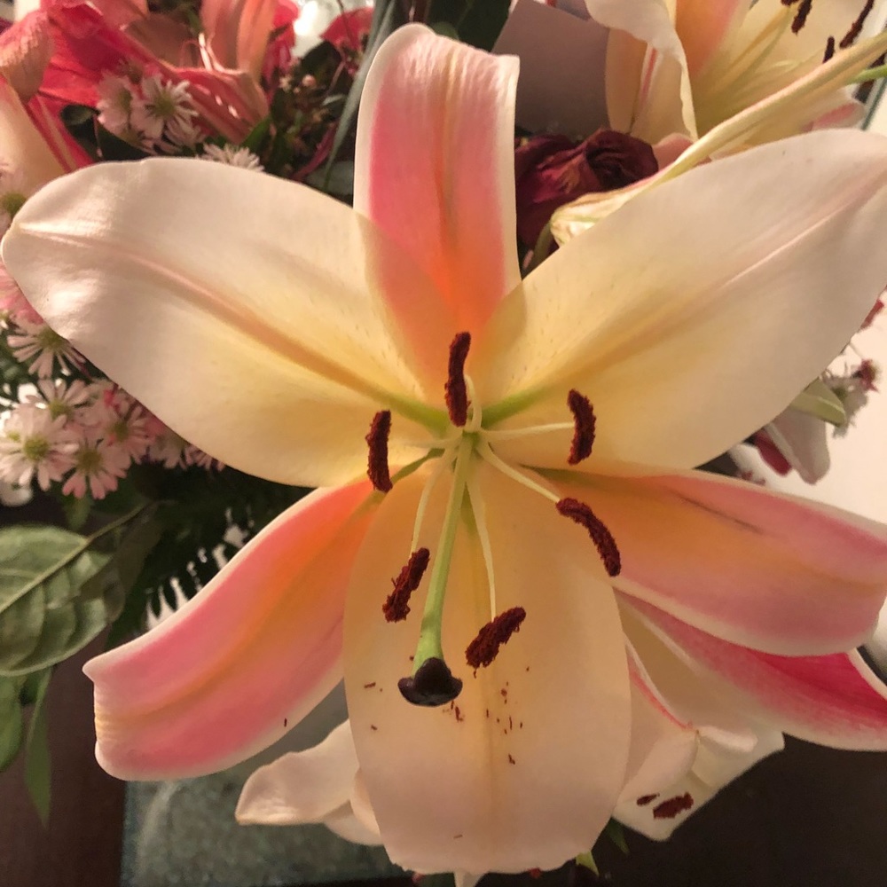 Meet your Posher, Barbara